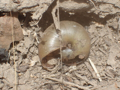 Helminthoglypta petricola