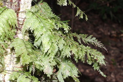 Trichomanes flavofuscum