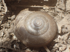 Helminthoglypta petricola