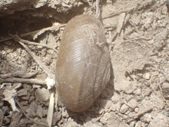 Helminthoglypta petricola