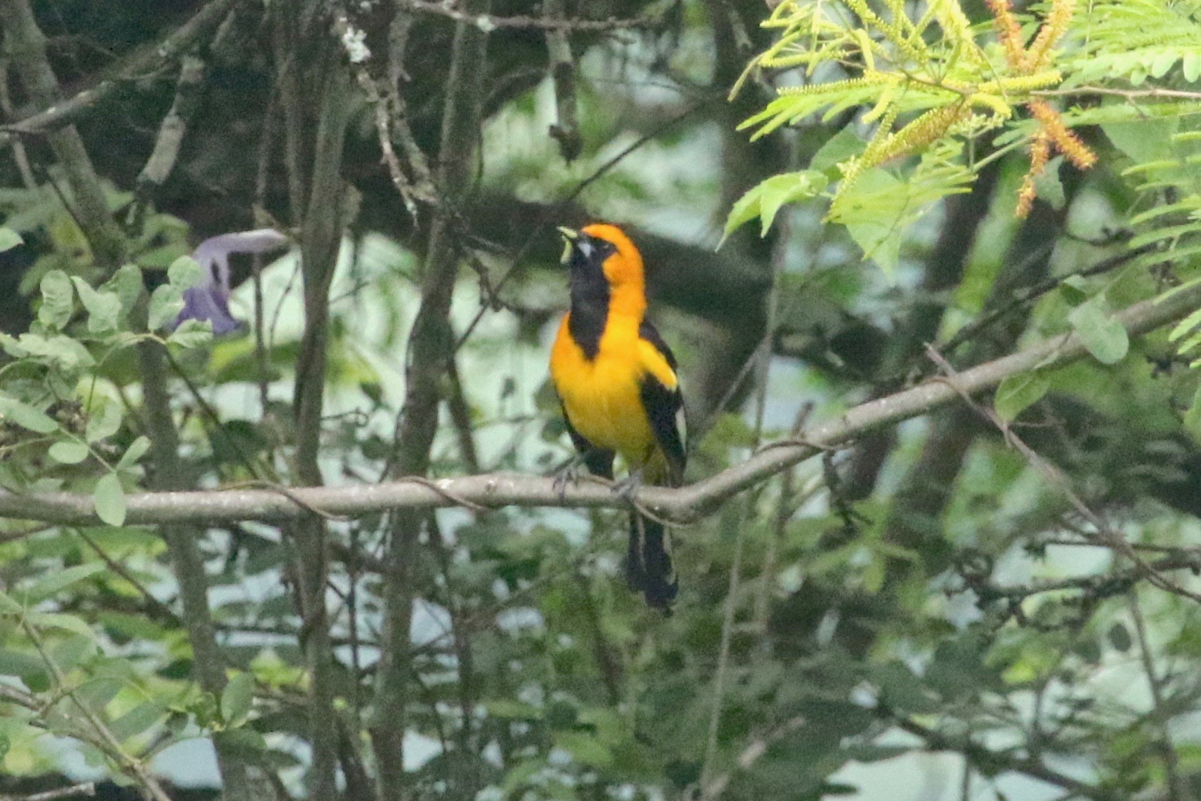 Icterus graceannae image
