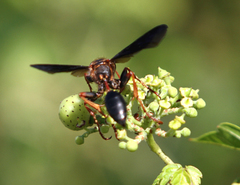 Isodontia exornata