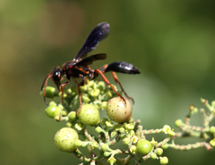 Isodontia exornata