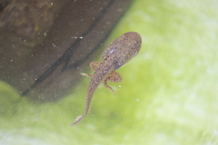 Lithobates catesbeianus