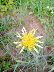 Tragopogon dubius