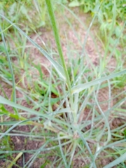 Tragopogon dubius