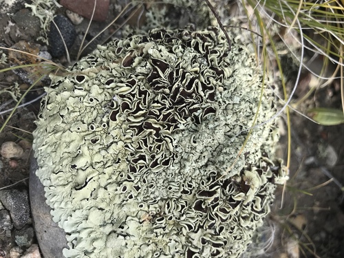 rock shield lichens