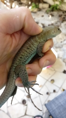 Pholidoscelis griswoldi
