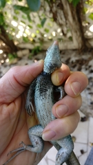 Pholidoscelis griswoldi