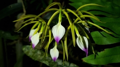 Prosthechea brassavolae
