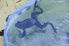 Lithobates catesbeianus