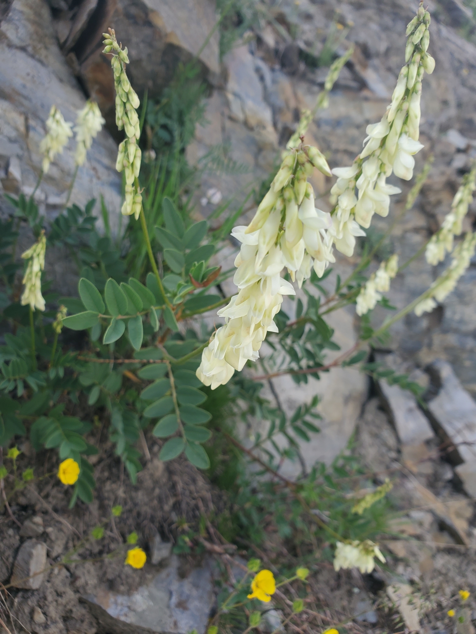 Hedysarum sulphurescens