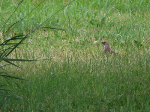 Brown-headed Cowbird photographed in Kansas
