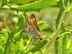 Polites sabuleti chusca