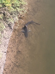 Mustelus