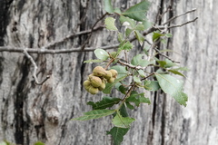 Alectryon subdentatus