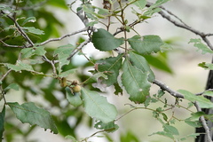 Alectryon subdentatus