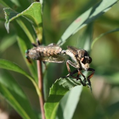 Promachus vertebratus