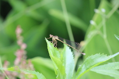 Pseudocopera annulata