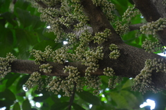 Dysoxylum parasiticum