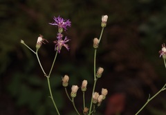 Vernonia texana