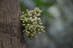 Dysoxylum parasiticum