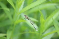 Pseudocopera annulata