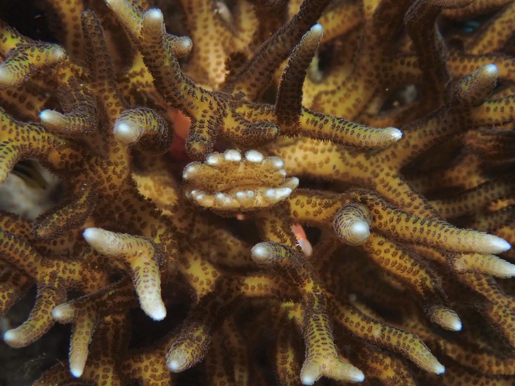 Photo of Bird's nest coral (Seriatopora hystrix)