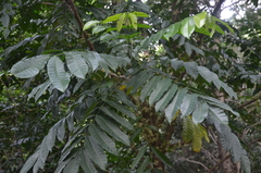 Dysoxylum parasiticum