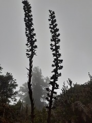 Puya nitida