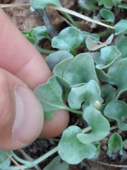 Dichondra argentea
