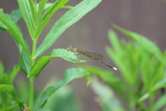 Pseudocopera annulata