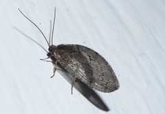 Wesmaelius subnebulosus