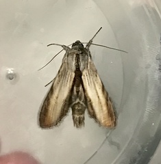 Cucullia convexipennis