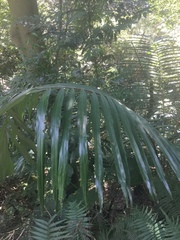 Arenga engleri