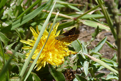 Butleria elwesi