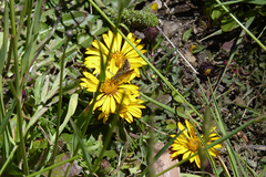 Notopappus prunelloides