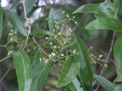 Ehretia saligna membranifolia