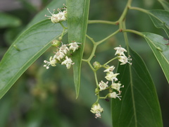 Ehretia saligna membranifolia