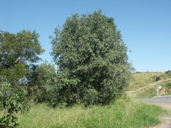 Ehretia saligna membranifolia