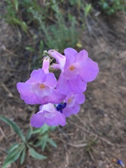 Penstemon secundiflorus