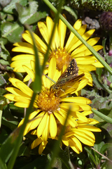 Butleria elwesi