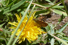 Butleria elwesi