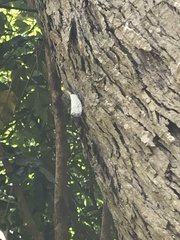 Pyrops watanabei