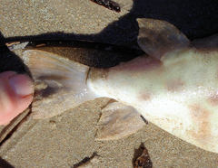 Contusus brevicaudus