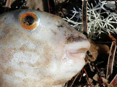 Contusus brevicaudus