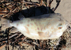 Contusus brevicaudus