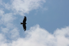 Milvus migrans lineatus