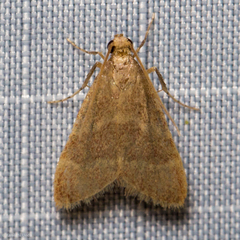Arta epicoenalis
