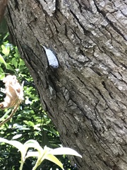 Pyrops watanabei